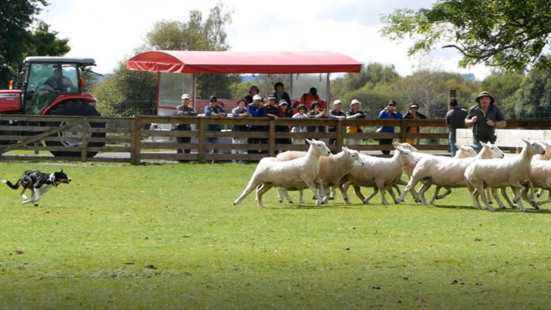 the farm tour (rotorua heritage farm)